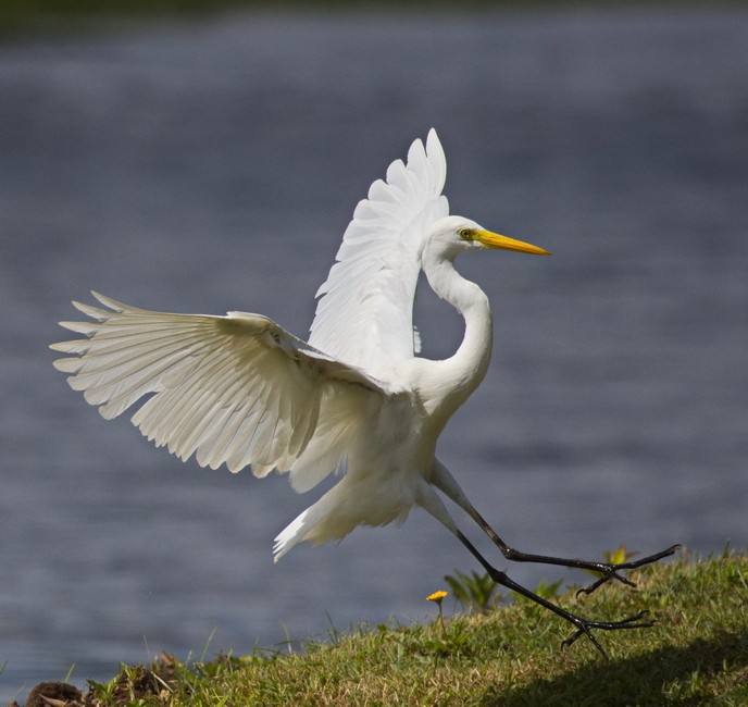 Great Egret